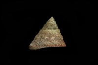 藏品(花斑鐘螺)的圖片